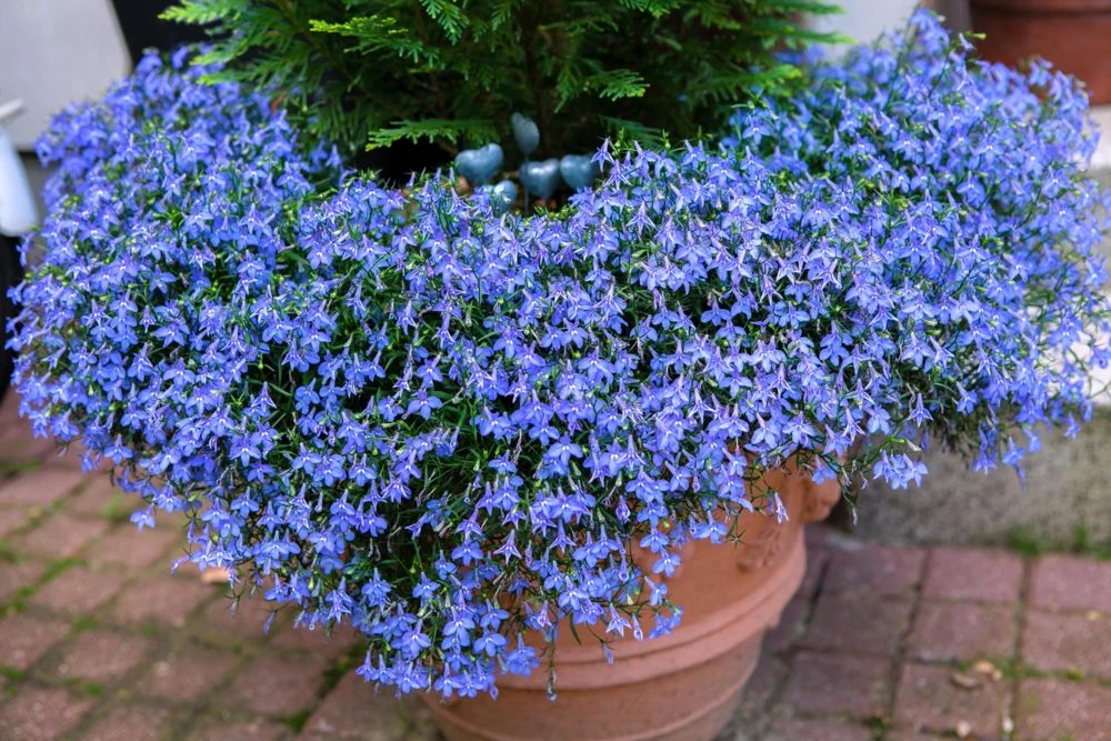Cambridge Blue Lobelia Seeds - 200 Count Trailing Flowers for Hanging Baskets - Image 1