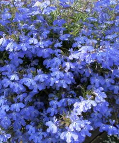 Cambridge Blue Lobelia Seeds - 200 Count Trailing Flowers for Hanging Baskets - Image 9