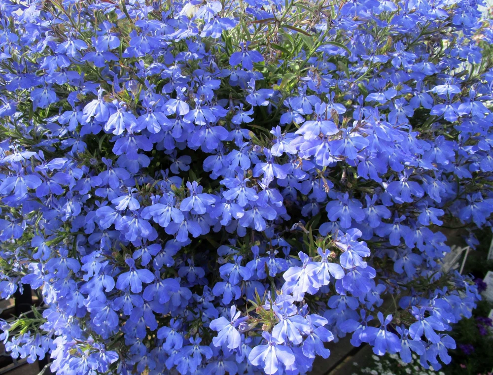 Cambridge Blue Lobelia Seeds - 200 Count Trailing Flowers for Hanging Baskets - Image 9