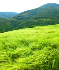 Canadian Rye Grass Seeds - Elymus Canadensis - 500 Seeds - Ground Cover & Forage - Image 2