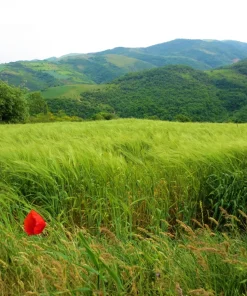 Canadian Rye Grass Seeds - Elymus Canadensis - 500 Seeds - Ground Cover & Forage - Image 3