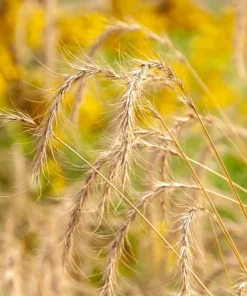 Canadian Rye Grass Seeds - Elymus Canadensis - 500 Seeds - Ground Cover & Forage - Image 4