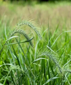 Canadian Rye Grass Seeds - Elymus Canadensis - 500 Seeds - Ground Cover & Forage - Image 5