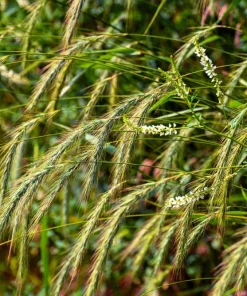 Canadian Rye Grass Seeds - Elymus Canadensis - 500 Seeds - Ground Cover & Forage - Image 6