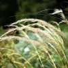 Canadian Rye Grass Seeds - Elymus Canadensis - 500 Seeds - Ground Cover & Forage - Image 1