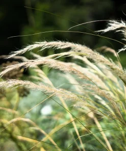 Canadian Rye Grass Seeds - Elymus Canadensis - 500 Seeds - Ground Cover & Forage - Image 1