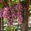 Canadice Seedless Grape Vine Live Plant - 1-2 Year Old Red Grape Outdoor - Image 1