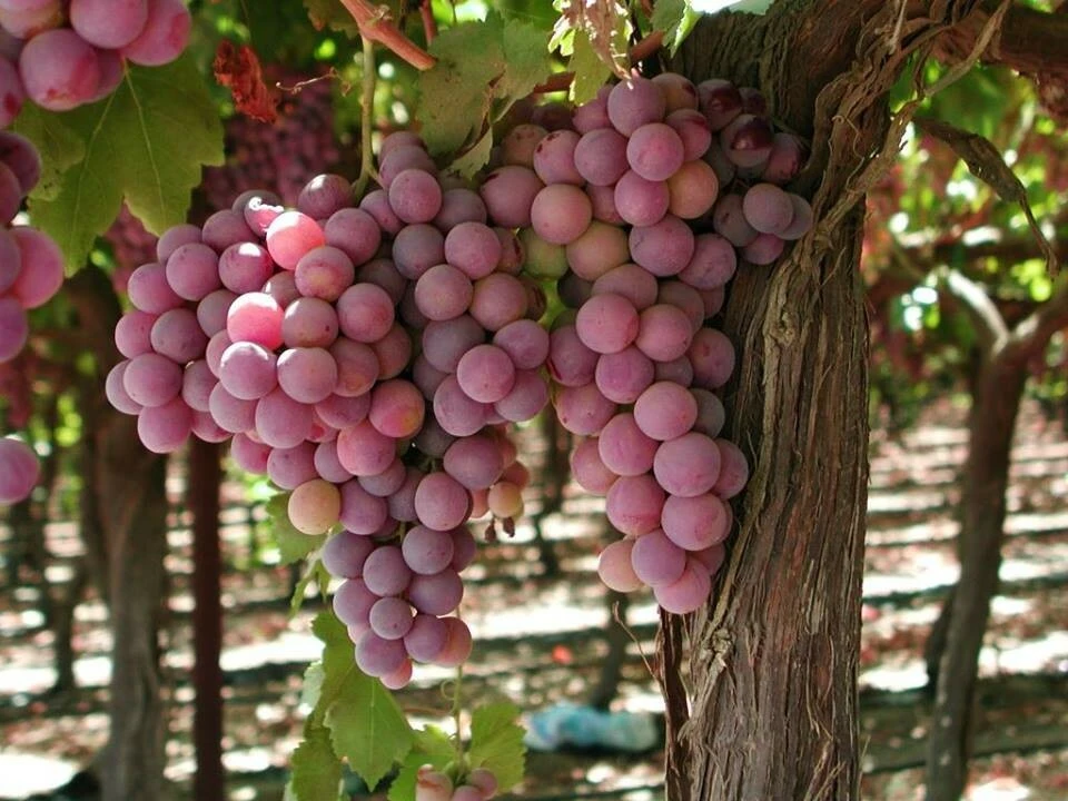 Canadice Seedless Grape Vine Live Plant - 1-2 Year Old Red Grape Outdoor - Image 1