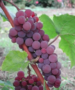 Canadice Seedless Grape Vine Live Plants - 2 Pack - Red Fruit, 1-2 Year Old, Outdoor - Image 2