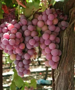Canadice Seedless Grape Vine Live Plants - 2 Pack - Red Fruit, 1-2 Year Old, Outdoor - Image 1