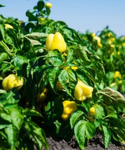 Canary Bell Sweet Pepper Seeds - Yellow Capsicum Annuum - 100 Seeds - Image 2