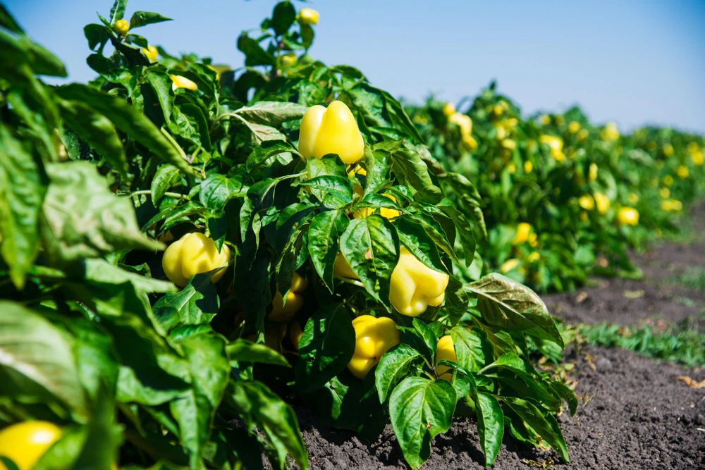 Canary Bell Sweet Pepper Seeds - Yellow Capsicum Annuum - 100 Seeds - Image 2