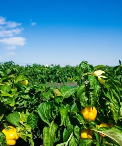 Canary Bell Sweet Pepper Seeds - Yellow Capsicum Annuum - 100 Seeds - Image 3
