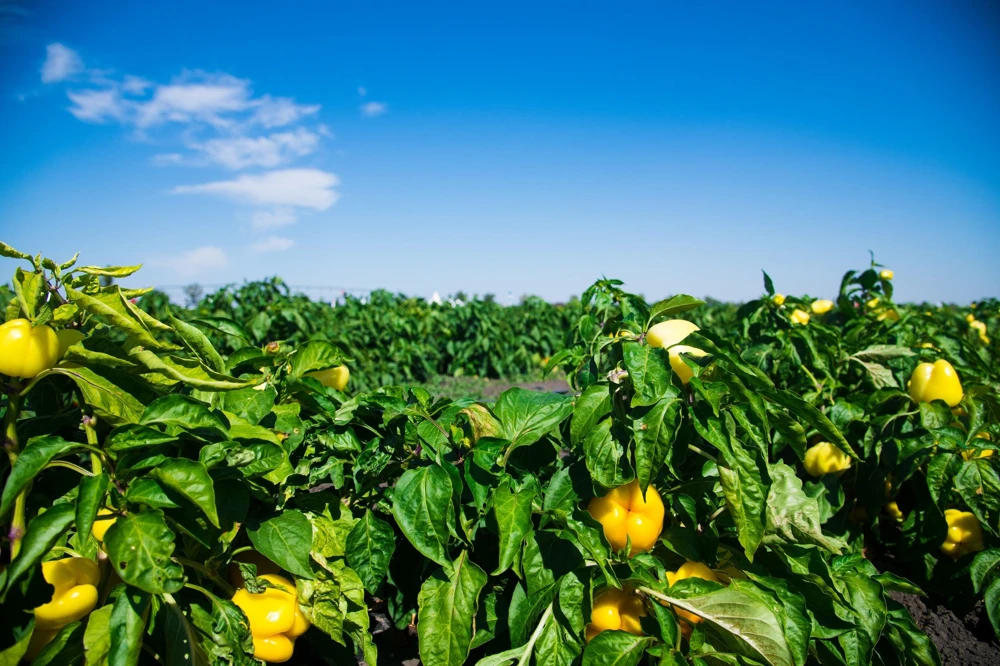 Canary Bell Sweet Pepper Seeds - Yellow Capsicum Annuum - 100 Seeds - Image 3