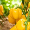 Canary Bell Sweet Pepper Seeds - Yellow Capsicum Annuum - 100 Seeds - Image 1