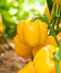 Canary Bell Sweet Pepper Seeds - Yellow Capsicum Annuum - 100 Seeds - Image 1