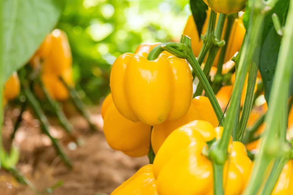 Canary Bell Sweet Pepper Seeds - Yellow Capsicum Annuum - 100 Seeds - Image 1
