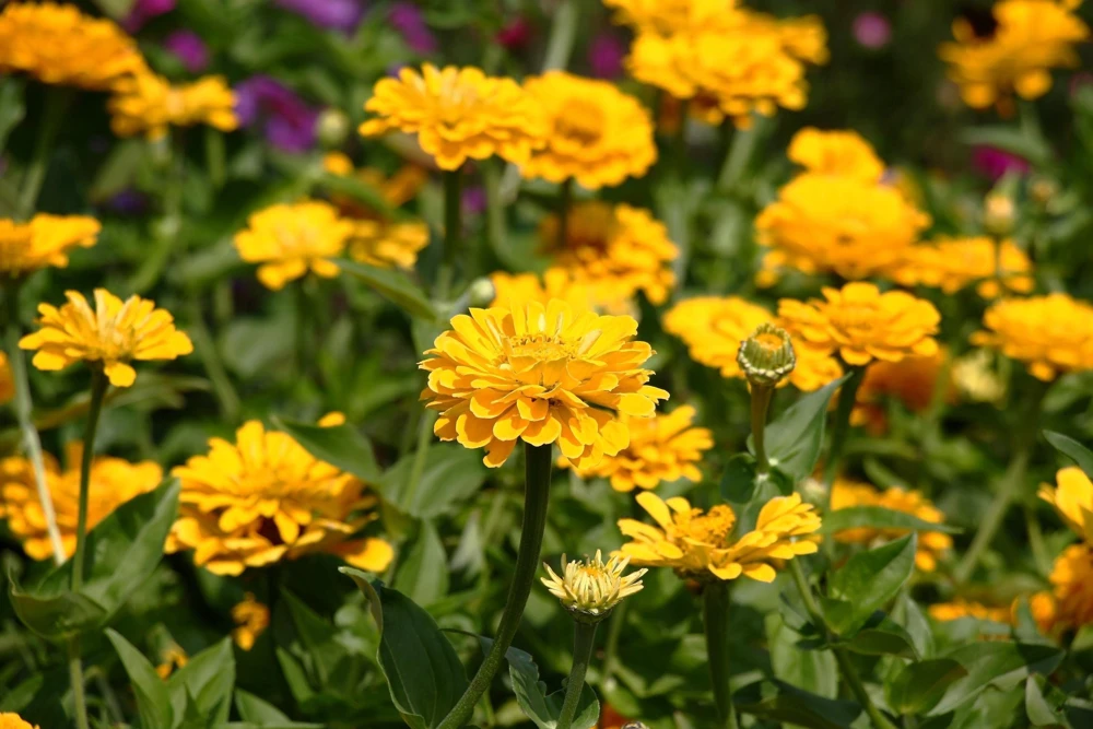 Canary Bird Zinnia Elegans Flower Seeds - Yellow Zinnia Seeds - 250 Seeds - Image 2
