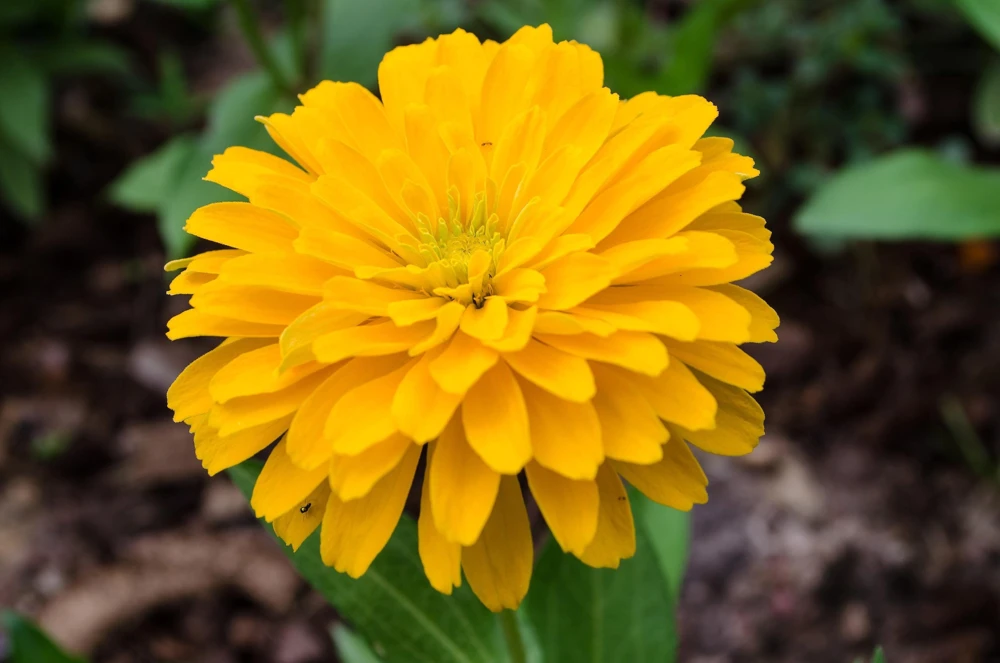 Canary Bird Zinnia Elegans Flower Seeds - Yellow Zinnia Seeds - 250 Seeds - Image 3