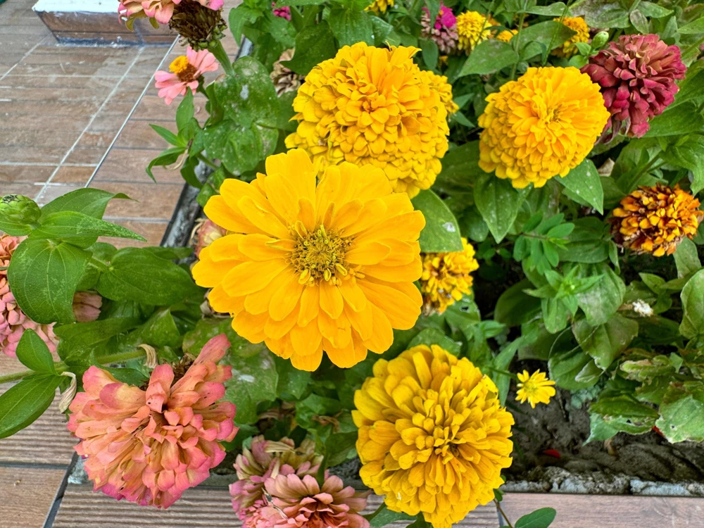 Canary Bird Zinnia Elegans Flower Seeds - Yellow Zinnia Seeds - 250 Seeds - Image 4