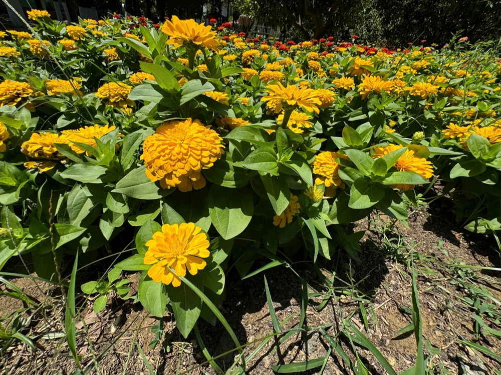 Canary Bird Zinnia Elegans Flower Seeds - Yellow Zinnia Seeds - 250 Seeds - Image 5
