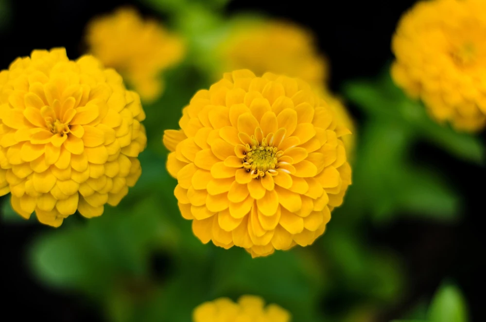 Canary Bird Zinnia Elegans Flower Seeds - Yellow Zinnia Seeds - 250 Seeds - Image 6