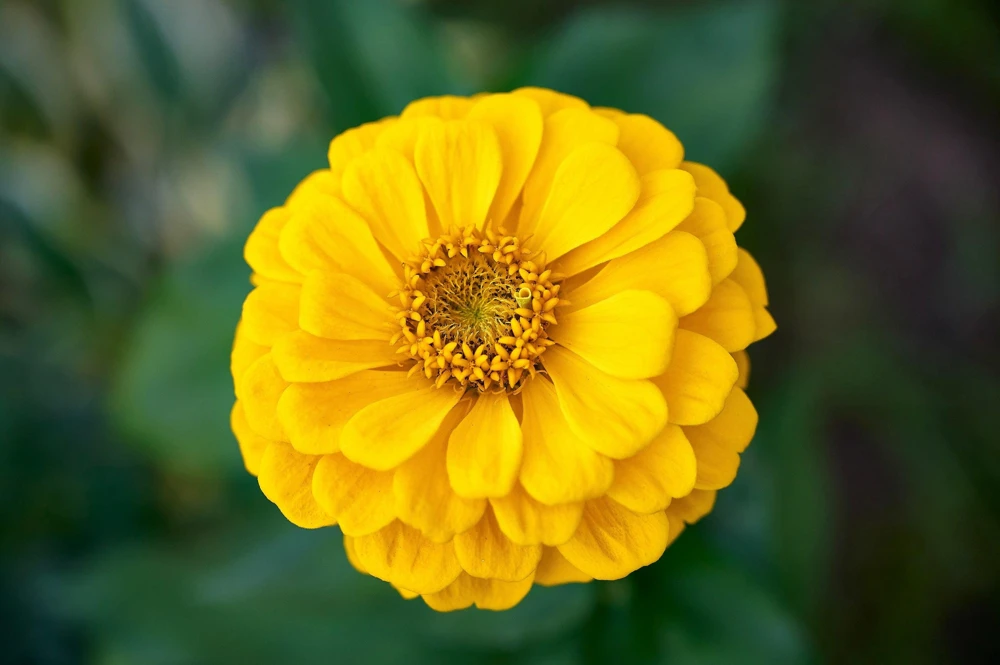 Canary Bird Zinnia Elegans Flower Seeds - Yellow Zinnia Seeds - 250 Seeds - Image 7