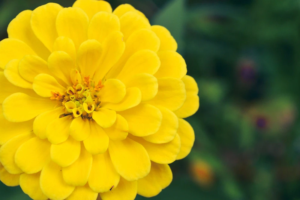 Canary Bird Zinnia Elegans Flower Seeds - Yellow Zinnia Seeds - 250 Seeds - Image 8