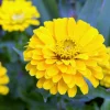 Canary Bird Zinnia Elegans Flower Seeds - Yellow Zinnia Seeds - 250 Seeds - Image 1