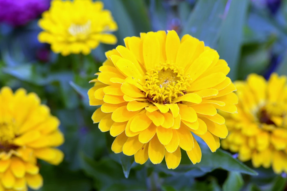 Canary Bird Zinnia Elegans Flower Seeds - Yellow Zinnia Seeds - 250 Seeds - Image 1