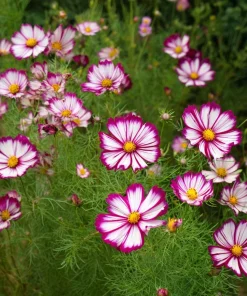 Candy Stripe Cosmos Seeds – 60 Bi-Color Flower Seeds – Pollinator Friendly - Image 2