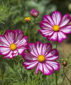 Candy Stripe Cosmos Seeds – 60 Bi-Color Flower Seeds – Pollinator Friendly - Image 3