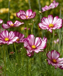Candy Stripe Cosmos Seeds – 60 Bi-Color Flower Seeds – Pollinator Friendly - Image 4