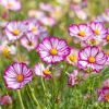 Candy Stripe Cosmos Seeds – 60 Bi-Color Flower Seeds – Pollinator Friendly - Image 1