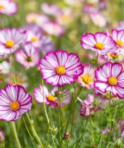 Candy Stripe Cosmos Seeds – 60 Bi-Color Flower Seeds – Pollinator Friendly - Image 1