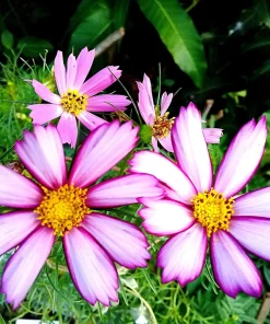 Candy Stripe Cosmos Seeds – Pink White Flower Seeds – 300 Count - Image 10