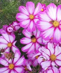 Candy Stripe Cosmos Seeds – Pink White Flower Seeds – 300 Count - Image 2
