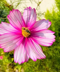 Candy Stripe Cosmos Seeds – Pink White Flower Seeds – 300 Count - Image 3