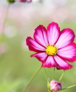 Candy Stripe Cosmos Seeds – Pink White Flower Seeds – 300 Count - Image 4