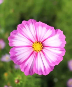 Candy Stripe Cosmos Seeds – Pink White Flower Seeds – 300 Count - Image 5