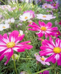 Candy Stripe Cosmos Seeds – Pink White Flower Seeds – 300 Count - Image 6