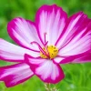 Candy Stripe Cosmos Seeds – Pink White Flower Seeds – 300 Count - Image 1