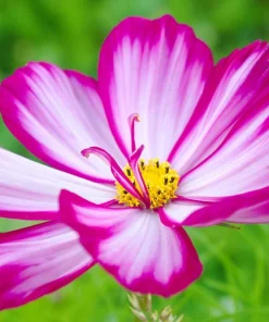 Candy Stripe Cosmos Seeds – Pink White Flower Seeds – 300 Count - Image 1