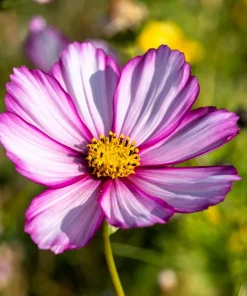 Candy Stripe Cosmos Seeds – Pink White Flower Seeds – 300 Count - Image 7