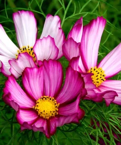 Candy Stripe Cosmos Seeds – Pink White Flower Seeds – 300 Count - Image 8