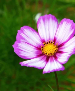 Candy Stripe Cosmos Seeds – Pink White Flower Seeds – 300 Count - Image 9