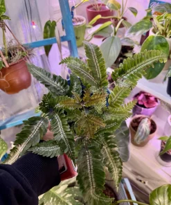 Candy Stripe Fern Live Plant - Pteris aspericaulis 'Tricolor' - Indoor Foliage - Image 2
