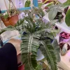 Candy Stripe Fern Live Plant - Pteris aspericaulis 'Tricolor' - Indoor Foliage - Image 1