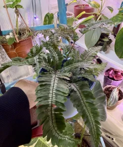 Candy Stripe Fern Live Plant - Pteris aspericaulis 'Tricolor' - Indoor Foliage - Image 1