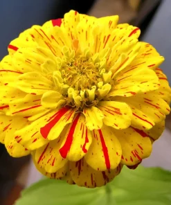 Candy Stripe Zinnia Seeds - Zinnia Elegans Mix, 150 Seeds, Mixed Colors - Image 2